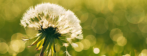 Plantas para anticoncepcional masculino?