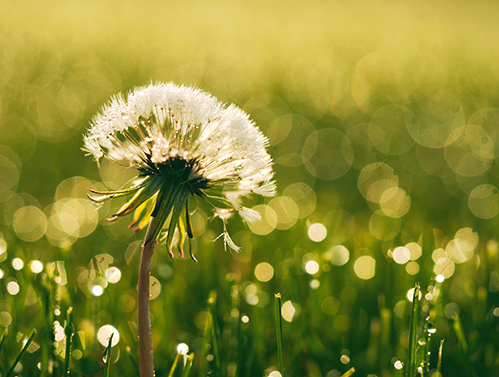Plantas para anticoncepcional masculino?