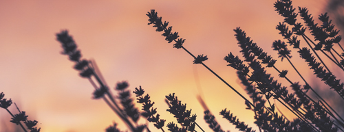 Aroma de lavanda: o tranquilizante natural