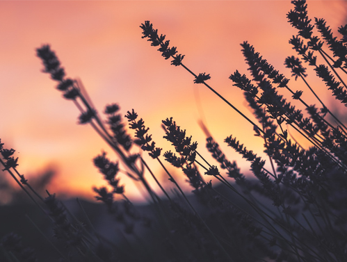 Aroma de lavanda: o tranquilizante natural