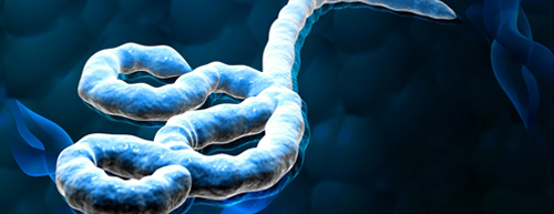 Ebola: o que você precisa saber