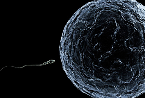 A primeira porção da ejaculação é mais eficaz para conceber