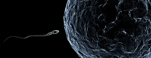 A primeira porção da ejaculação é mais eficaz para conceber