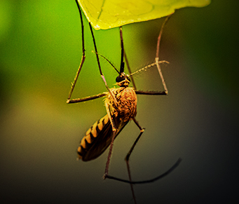 Os mosquitos estéreis vêm aí...