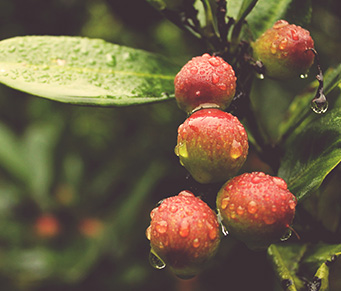 Medicina regenerativa também pode vir do pomar