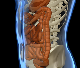 Para que serve o “novo” órgão do corpo humano