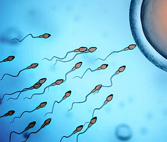 Espermatozoides em foco