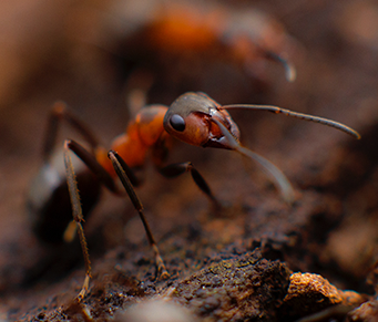 Formigas antibióticas!!!