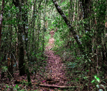 Mata Atlântica tem alimentos do futuro
