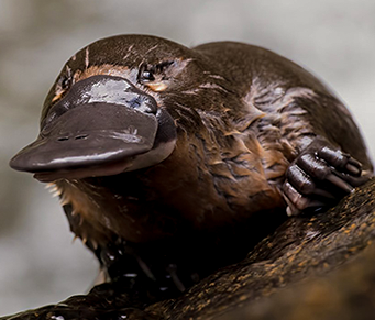 Leite de ornitorrinco poderá combater superbactérias