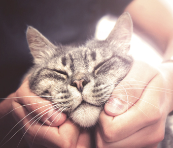 Pets podem aliviar o estresse