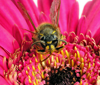 Vespa brasileira na luta contra o câncer